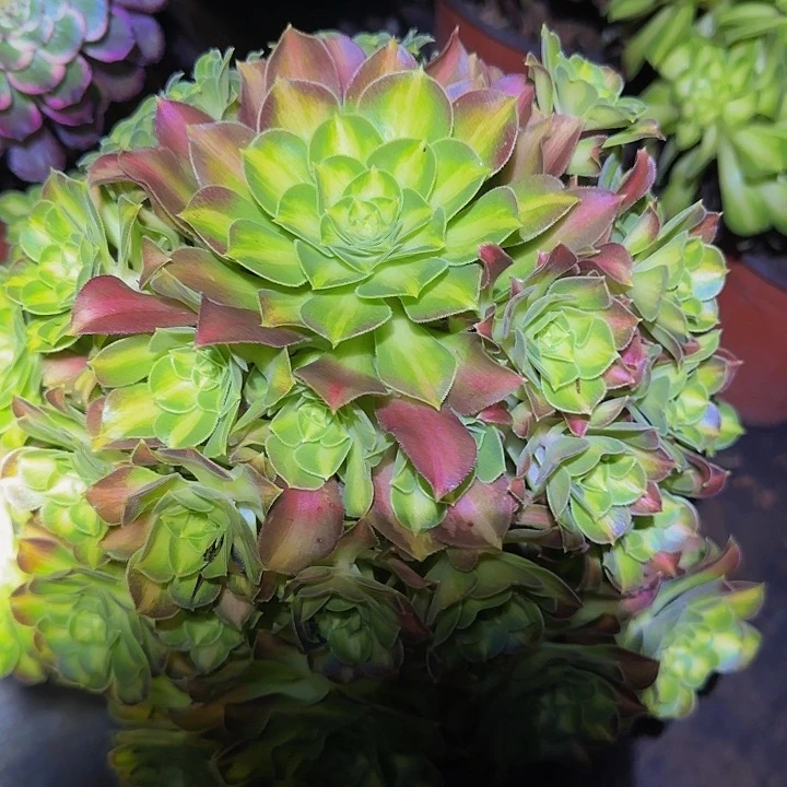 精品韶华老桩捧花亏本福利