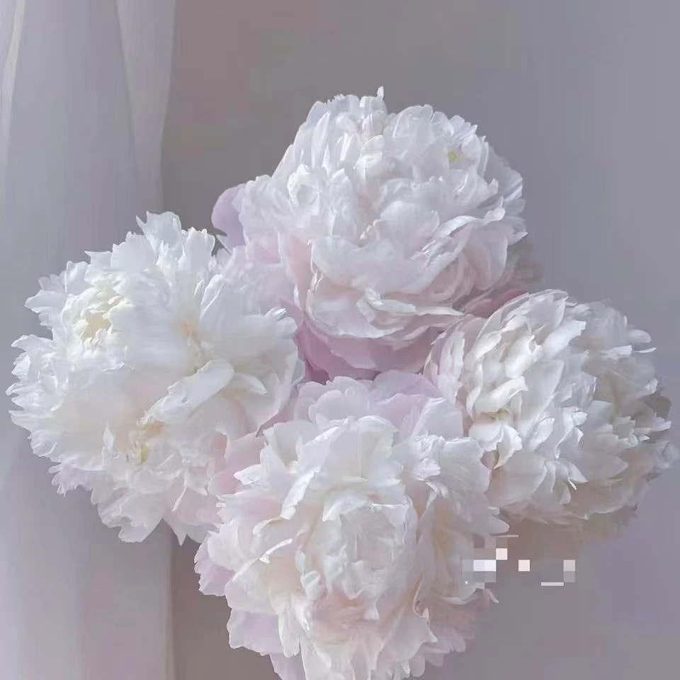 【山东芍药|贵妃插翠芍药】山东菏泽基地直发，顺丰包邮