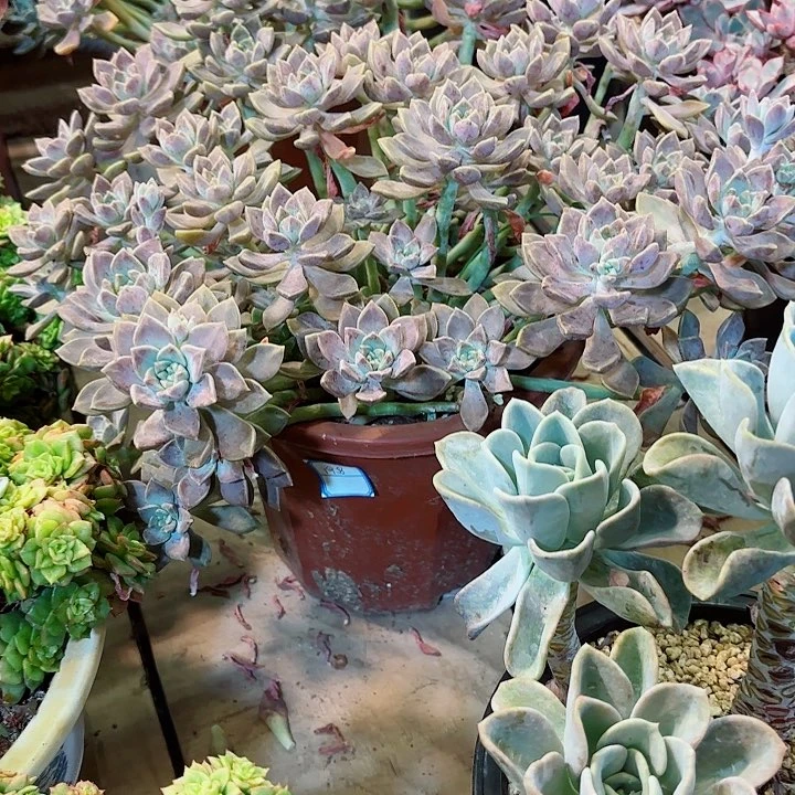 阿伦培30公分冠服起发