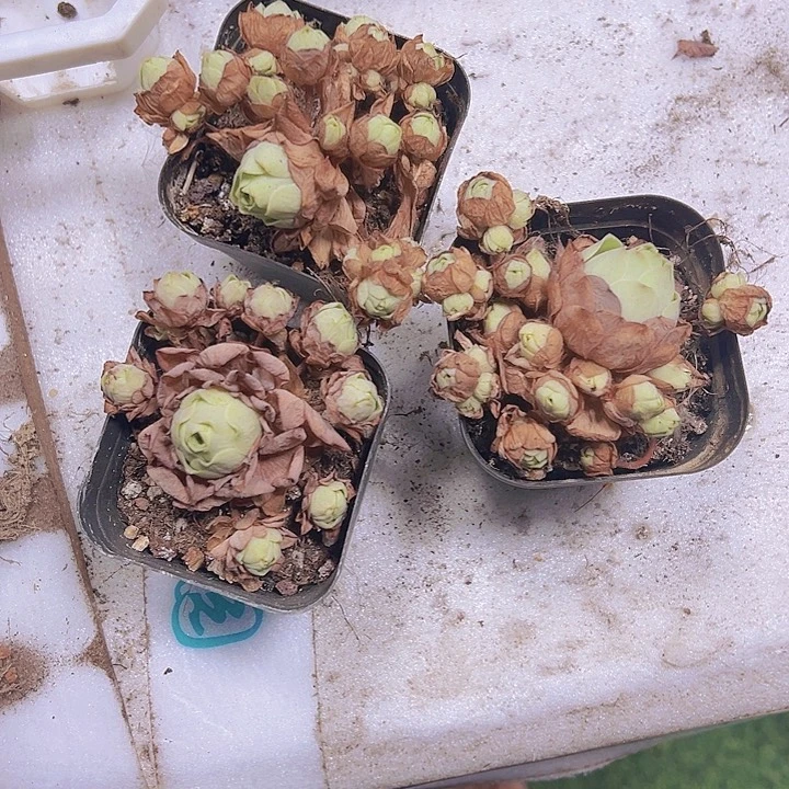 山地玫瑰3盆19包邮