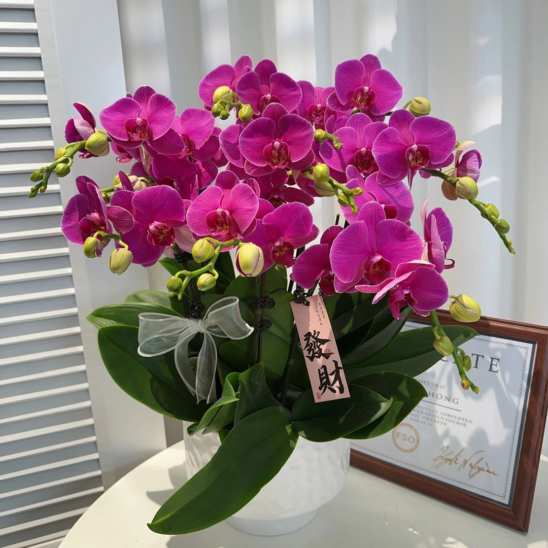 阡陌【恭喜】轻奢精致组盆蝴蝶兰室内植物好养5-8