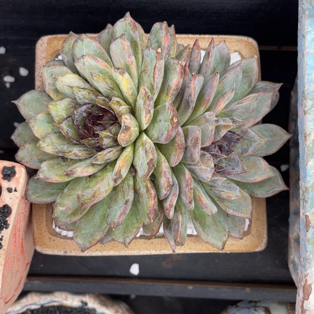 11多肉植物盆栽多肉