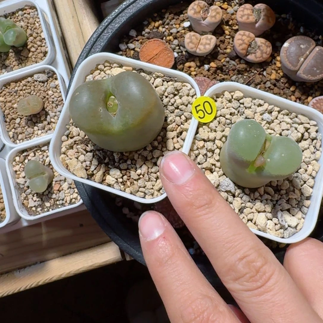 认****改50......多肉......