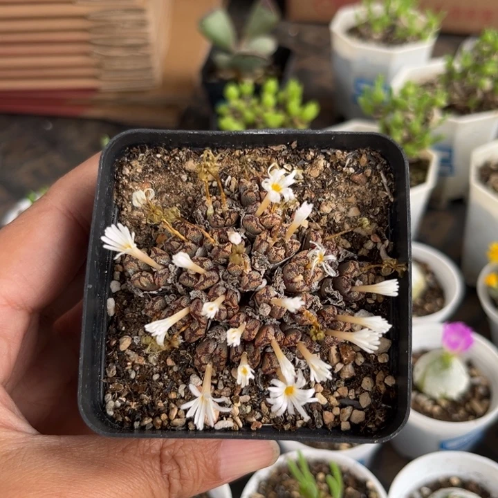 166 勋章群多肉植物