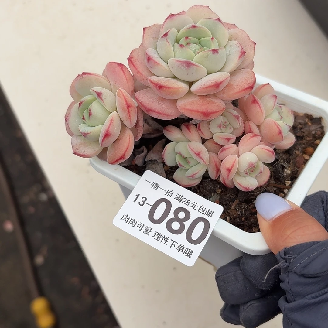 白底香草无盆土发货