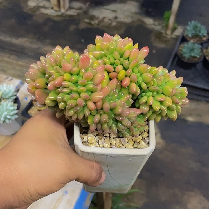 木糖醇缀化哦哦哦哦哦