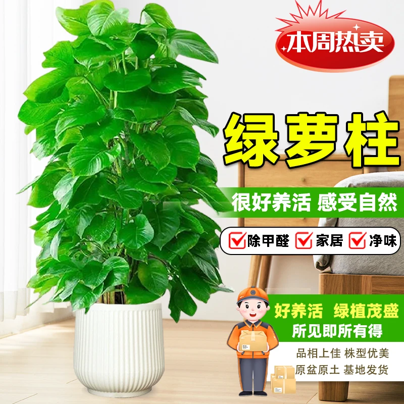 【送货上门】1.4-1.5米大叶绿萝柱盆栽绿植净化空气花卉室内除甲醛