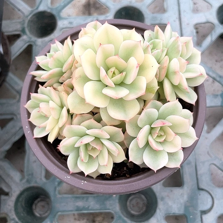 红化妆锦 一物一拍