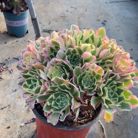 白凤多肉植物048