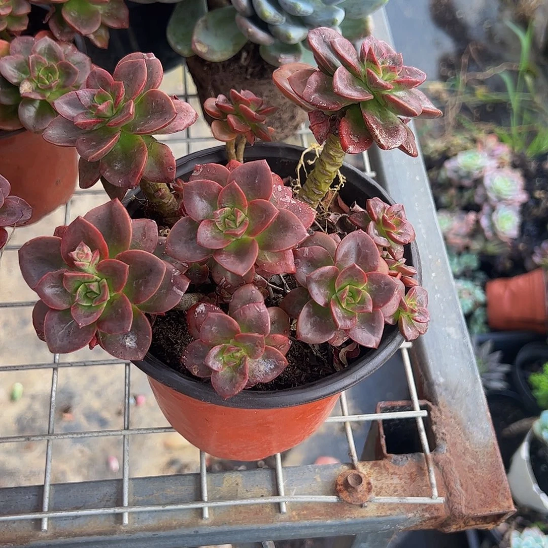 巧克力玫瑰多头群生