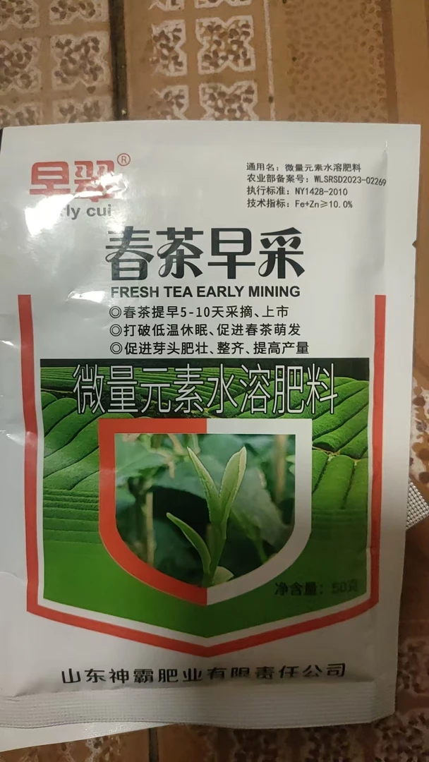 春芽提前5-10天采摘上市打破低温休眠促进茶芽萌发芽头肥壮整齐