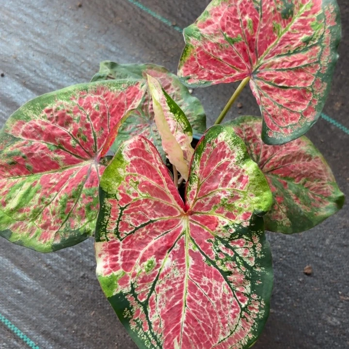 完全开放泰国彩叶芋16