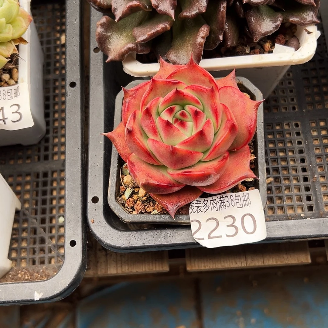 多肉一物一拍植物2230