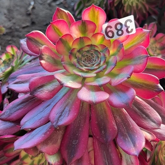 四****?多肉植物一个