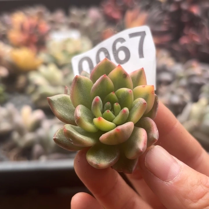 头盖锦当场凑单满18包邮不满单发顺丰到付