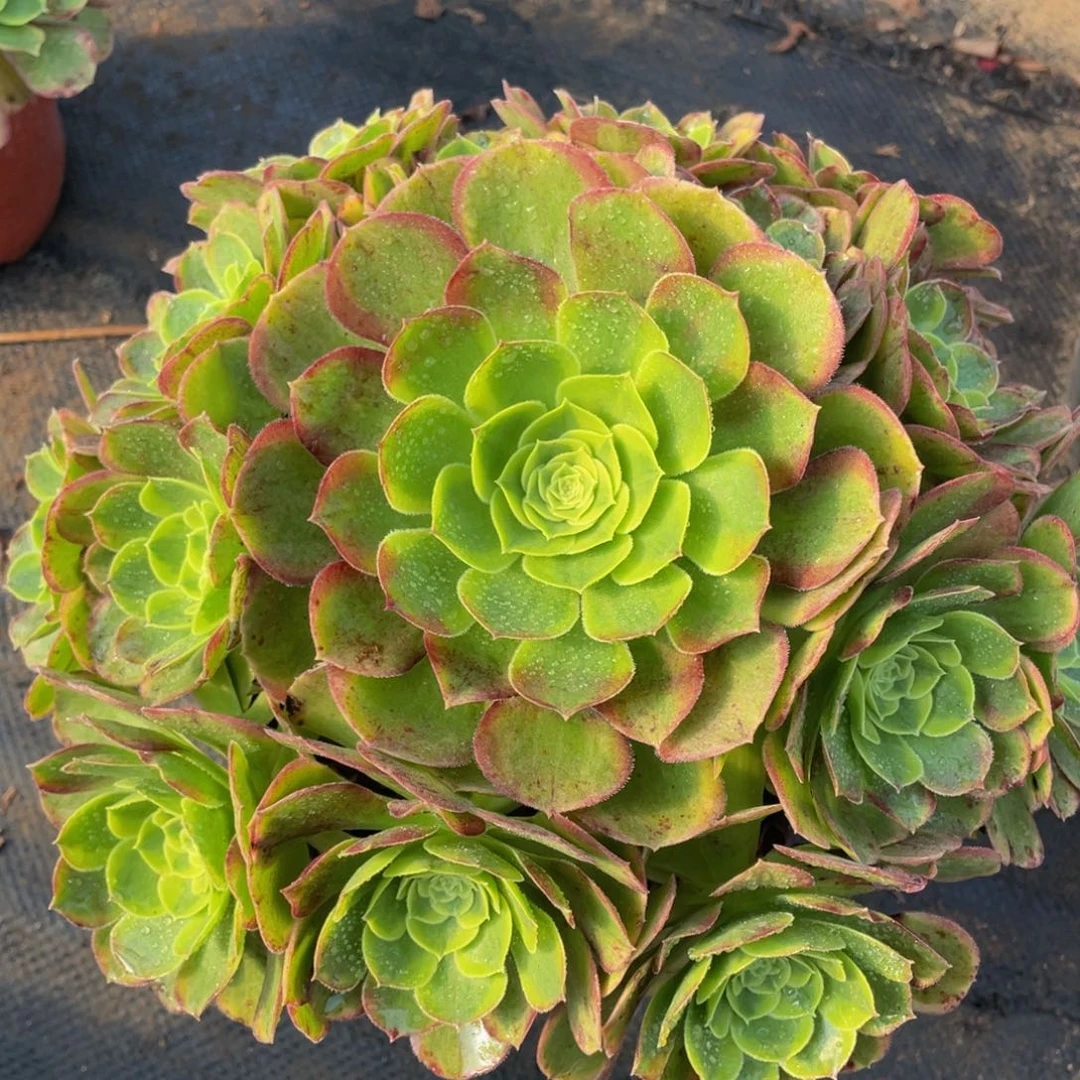 708奶白精品法师老桩