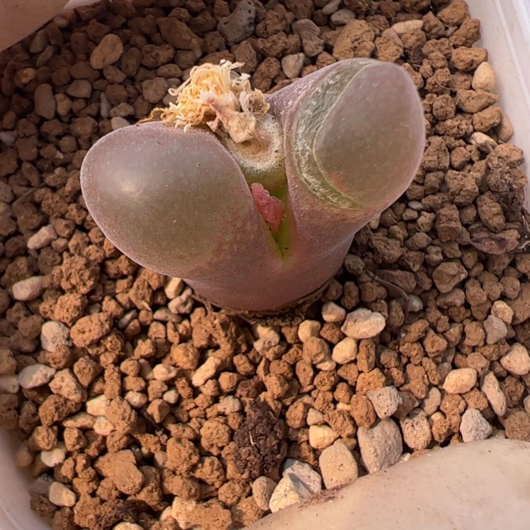 867 好看的多肉冲冲冲