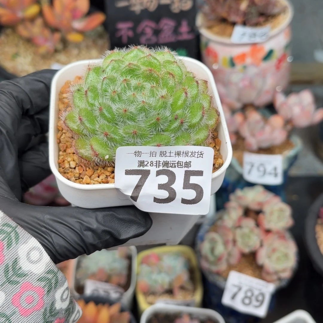 气****黄金果无盆土发货