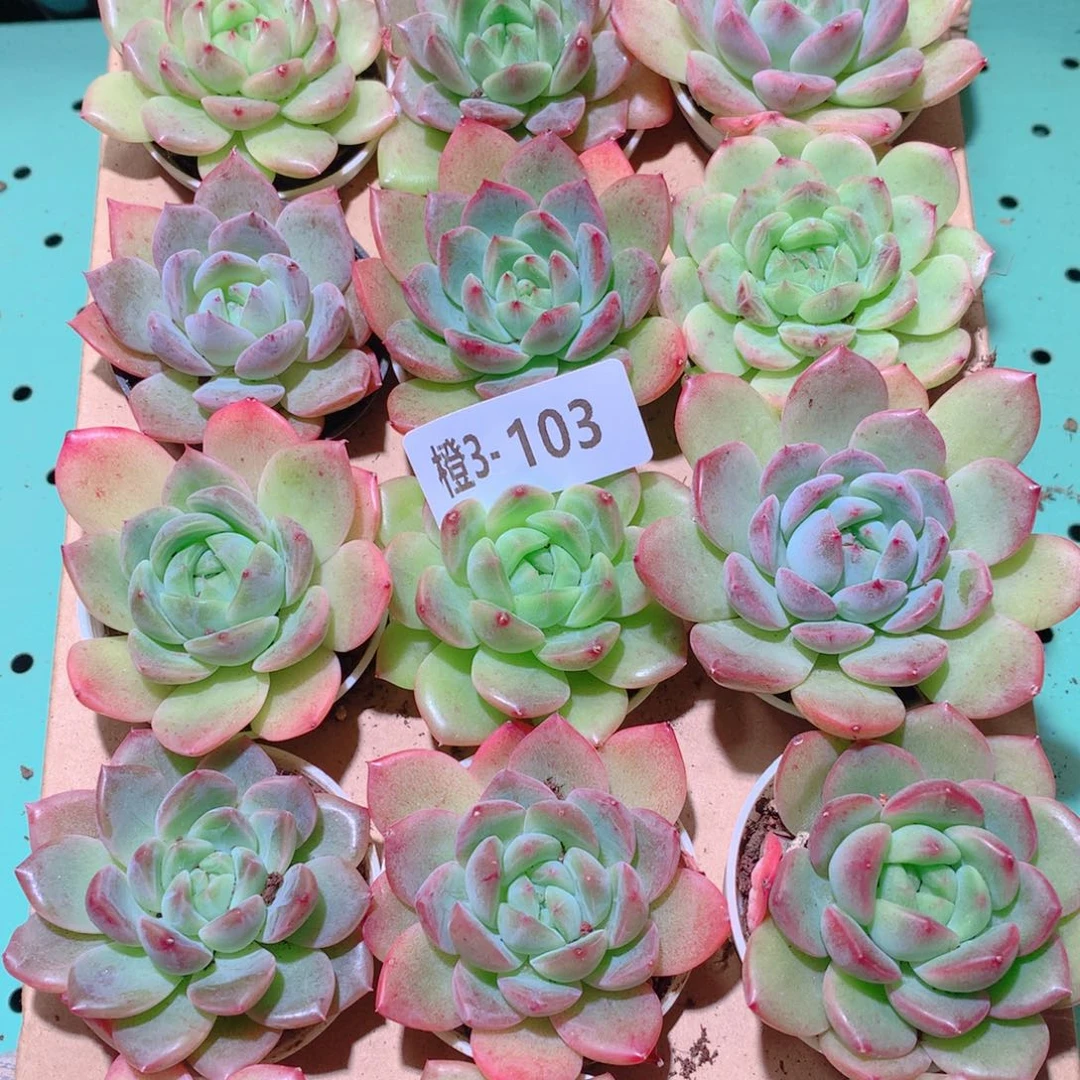 3-103一物一拍多肉带盆18颗