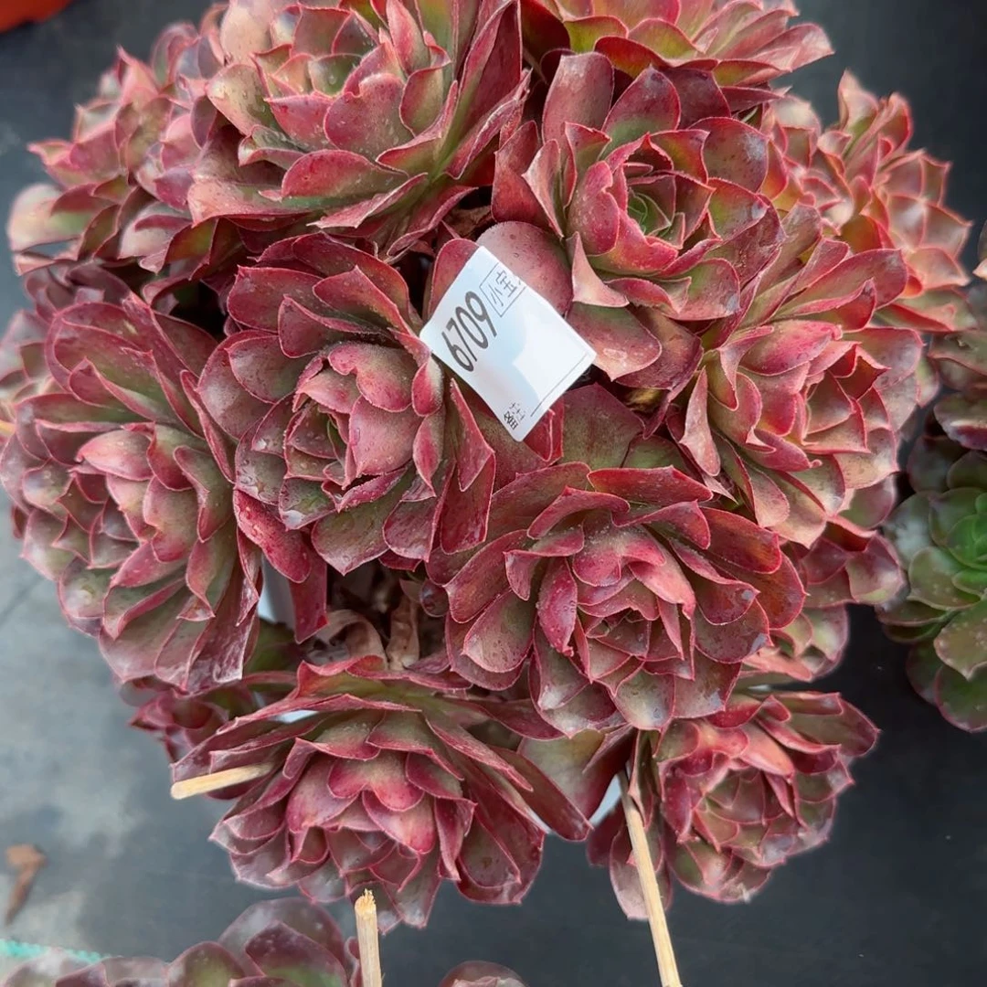 ฅ****ฅ6709魅金多肉多肉