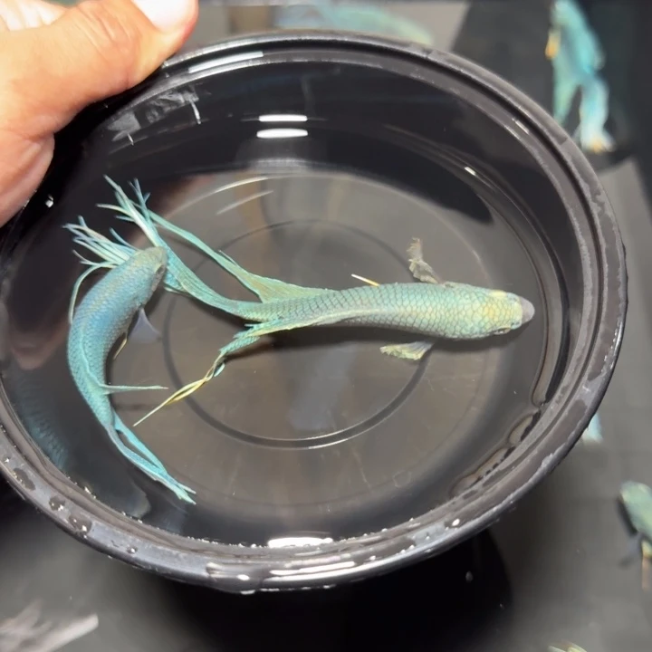 斗鱼直播间对图无纹蓝6