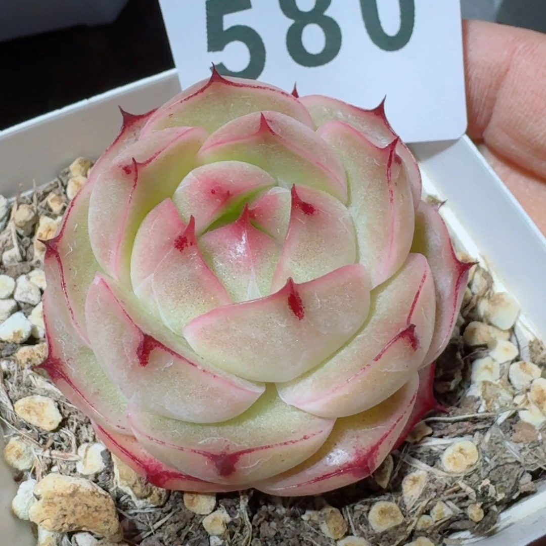 包子麦秆         精品多肉