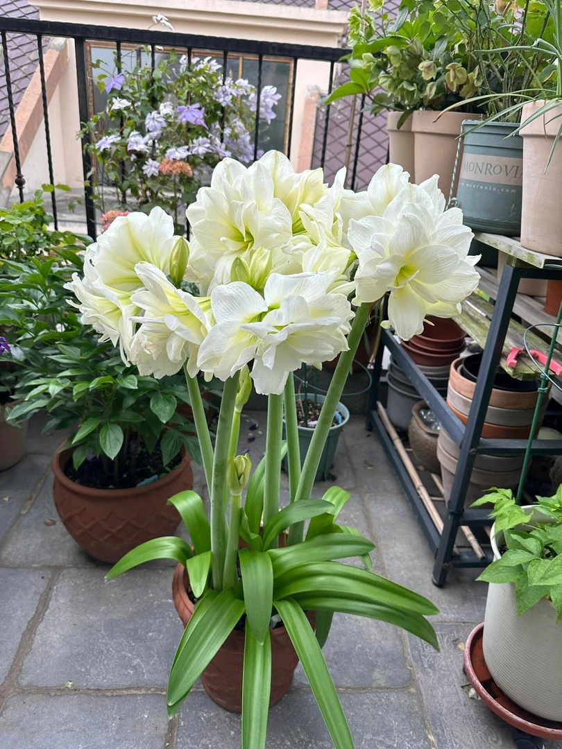 （阿弗雷）朱顶红自然球包对版重瓣送肥料