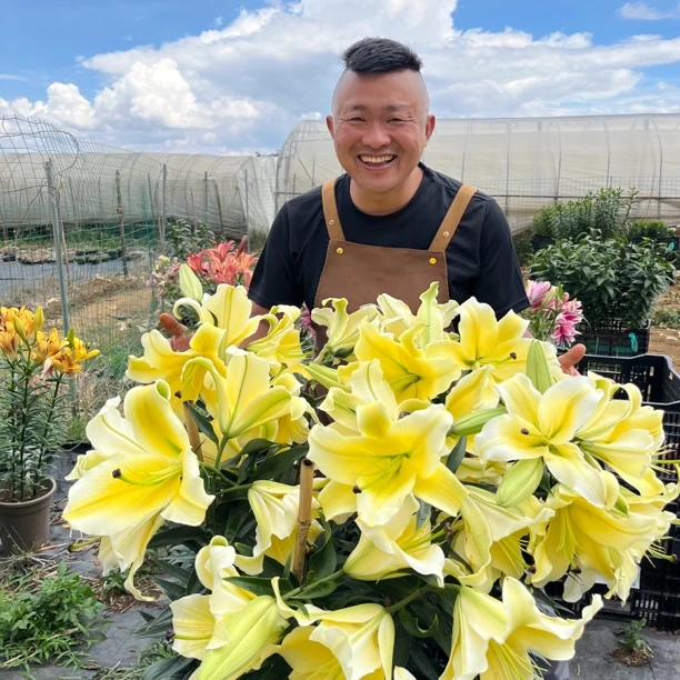 进口百合花种球《黄天霸/周长20/22cm》1颗单瓣有香味多年生