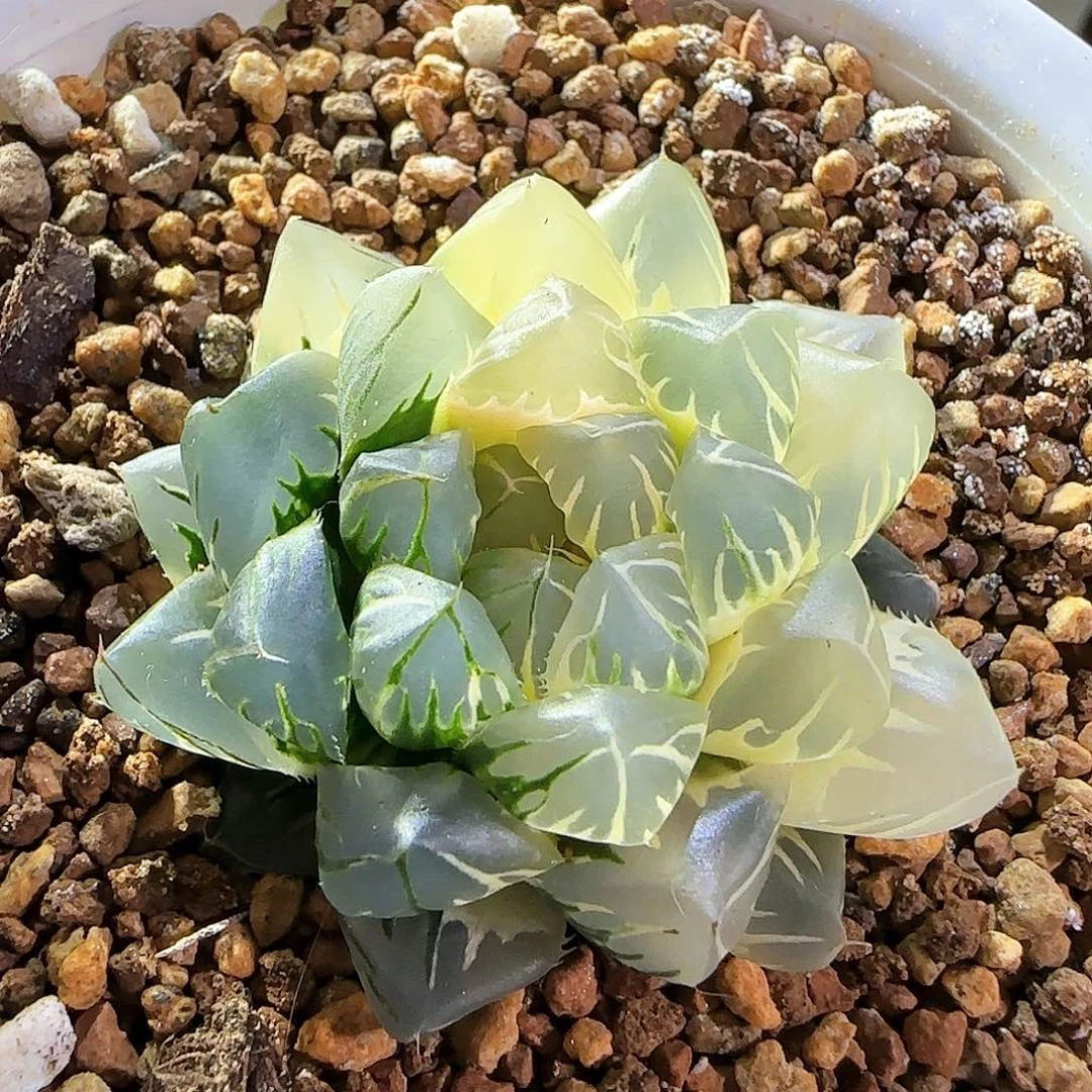 121号水中月半边糊斑一物一拍带盆土