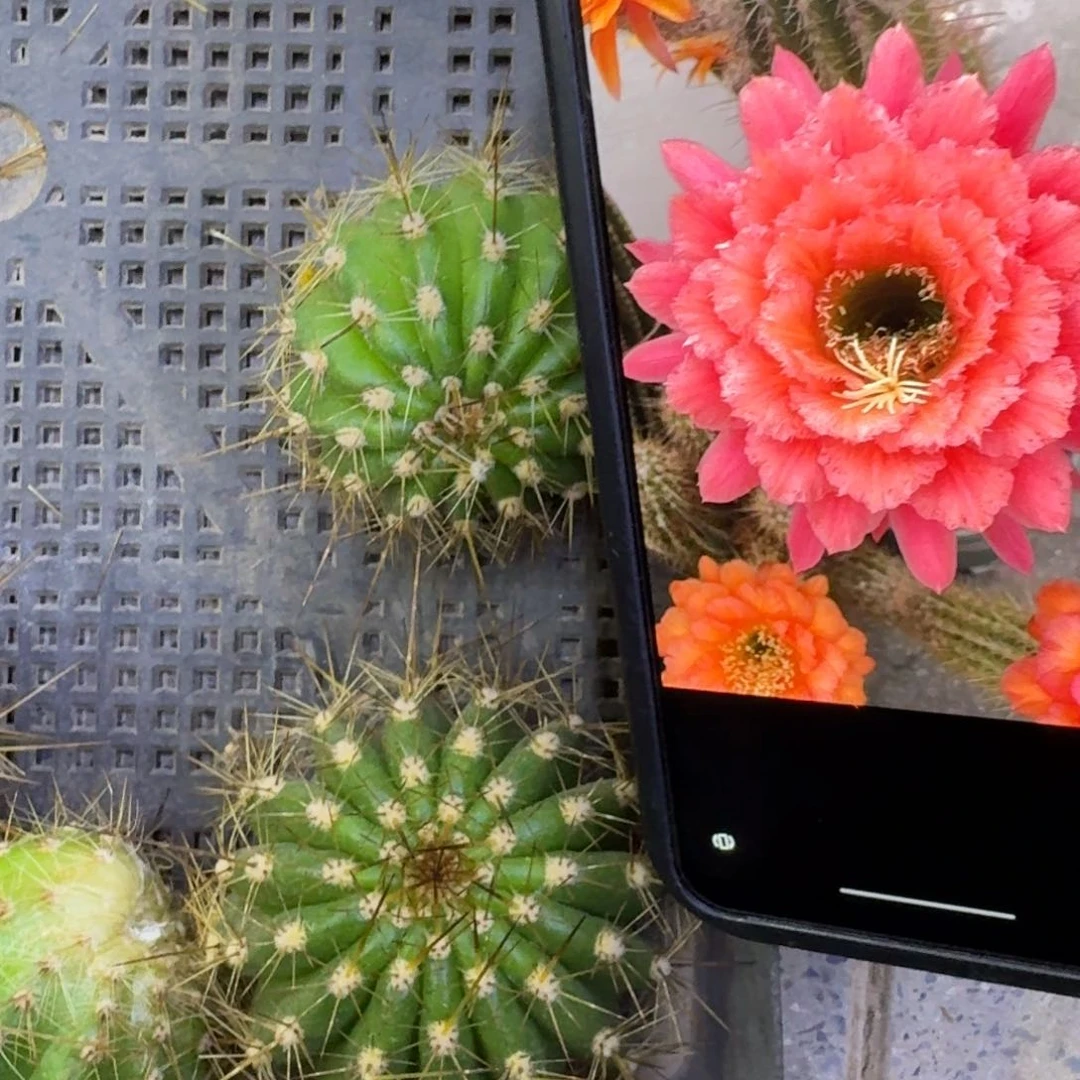 48毛花柱牛牛歪4公分左右无根侧牙，20包邮