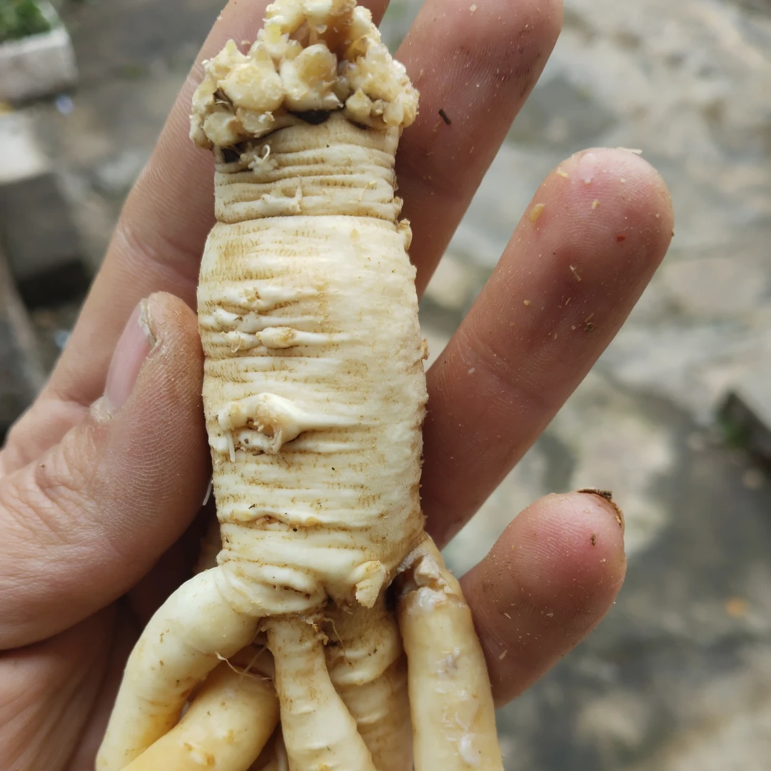 甘肃种植大条白条党参可煲汤的滋补品