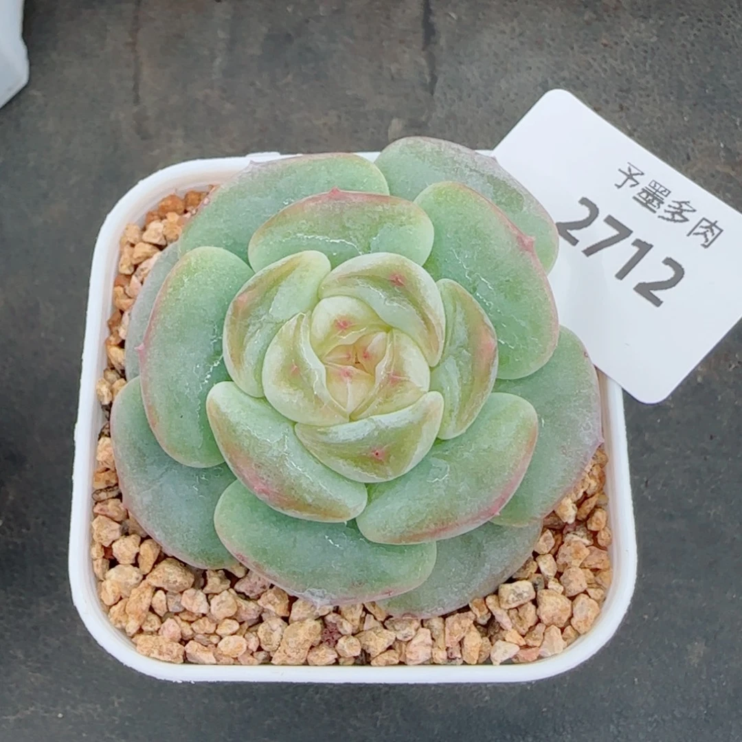 白体，2712多肉植物
