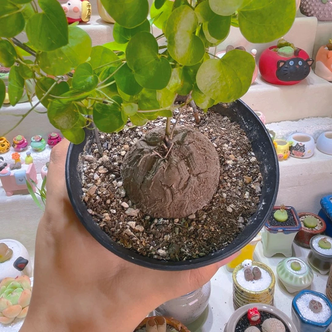 058龟甲龙6.5厘米高端块根