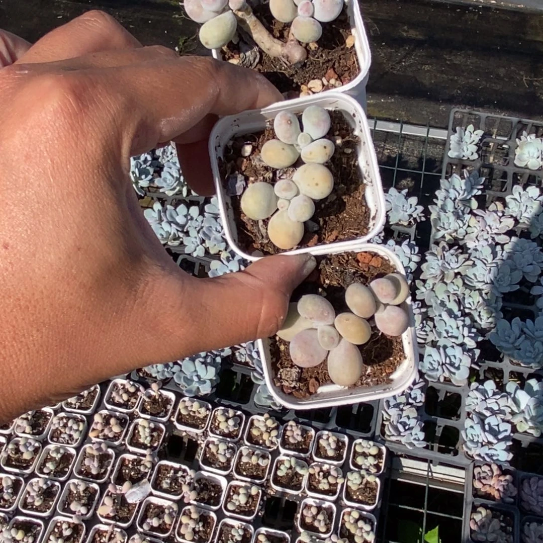 奶酪双头叶片有斑点一颗量拍多肉满20包邮满26多送一颗