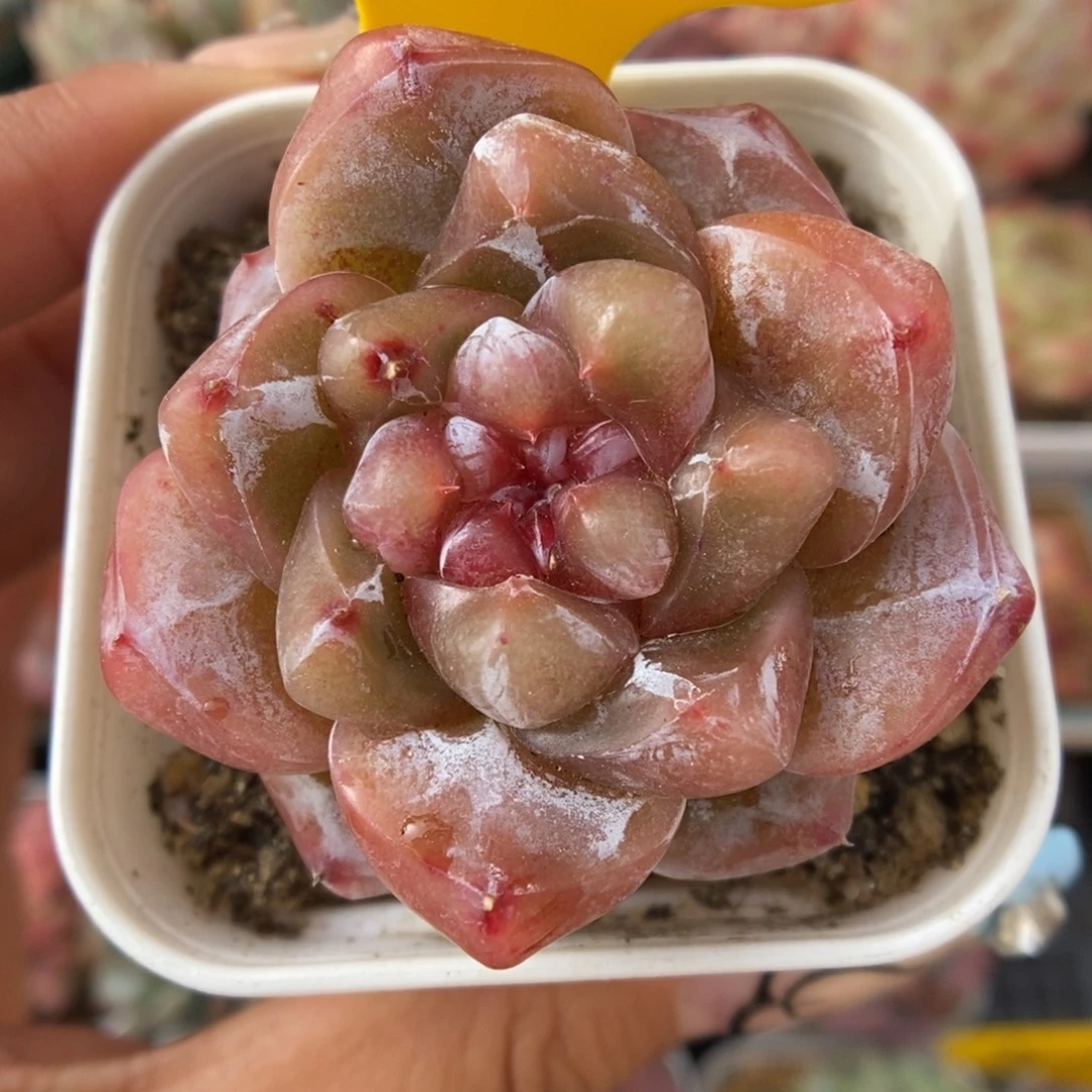 钻心珍妮可拍784号。