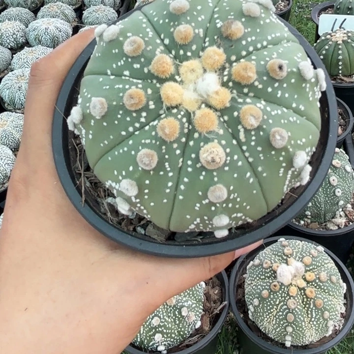 6029实生好养皮实