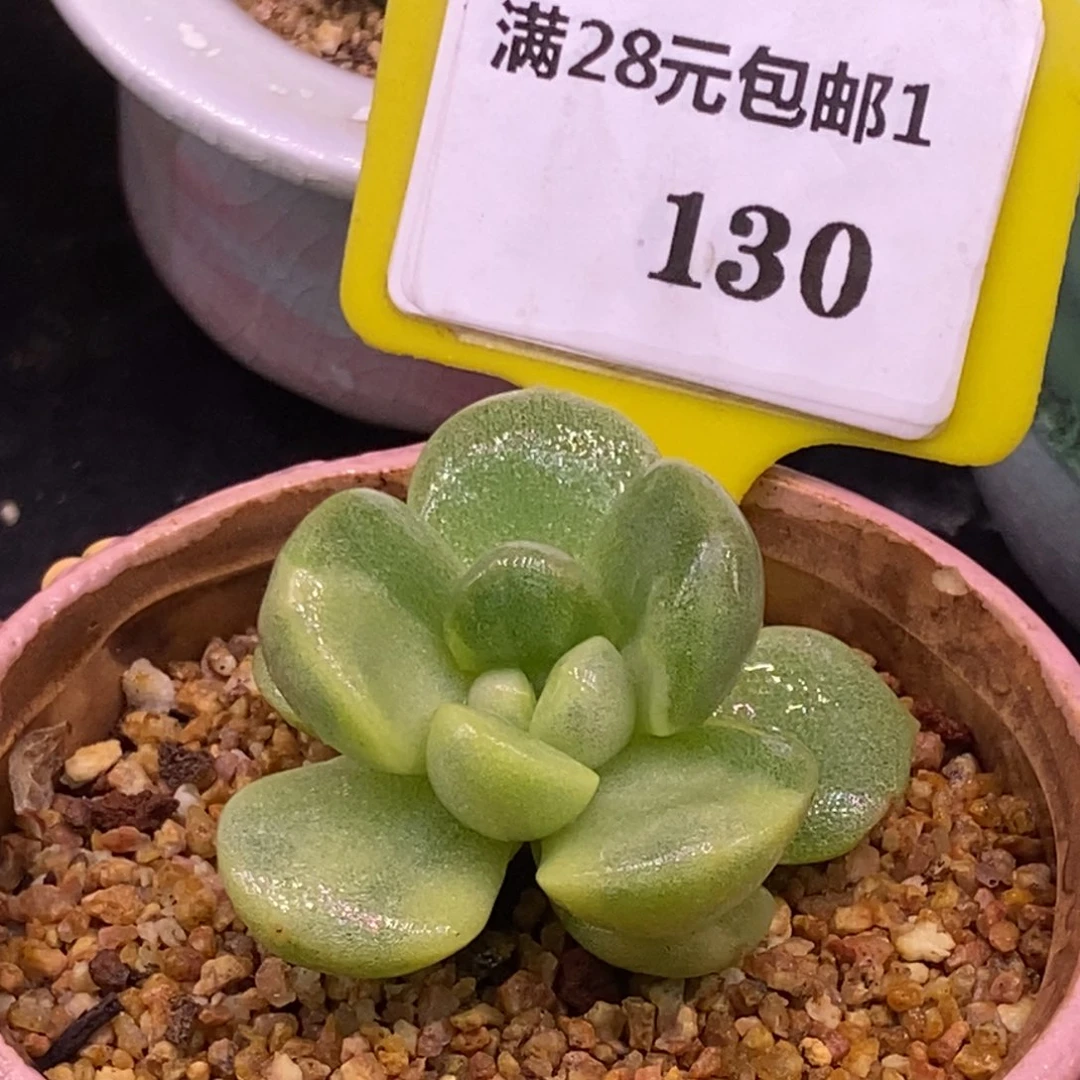 1130冰玉石化拉丝黄鸳鸯