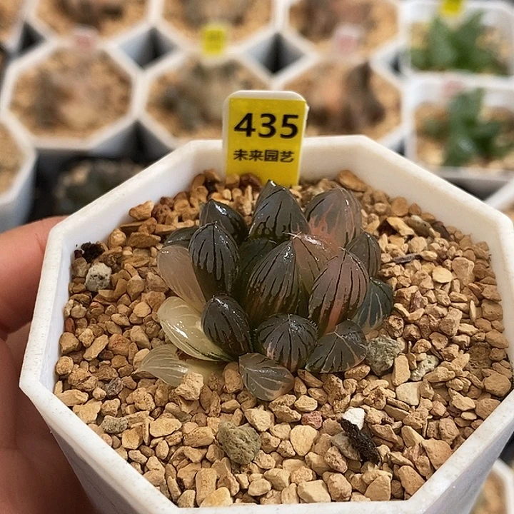 435霓虹灯玉露锦一物一拍