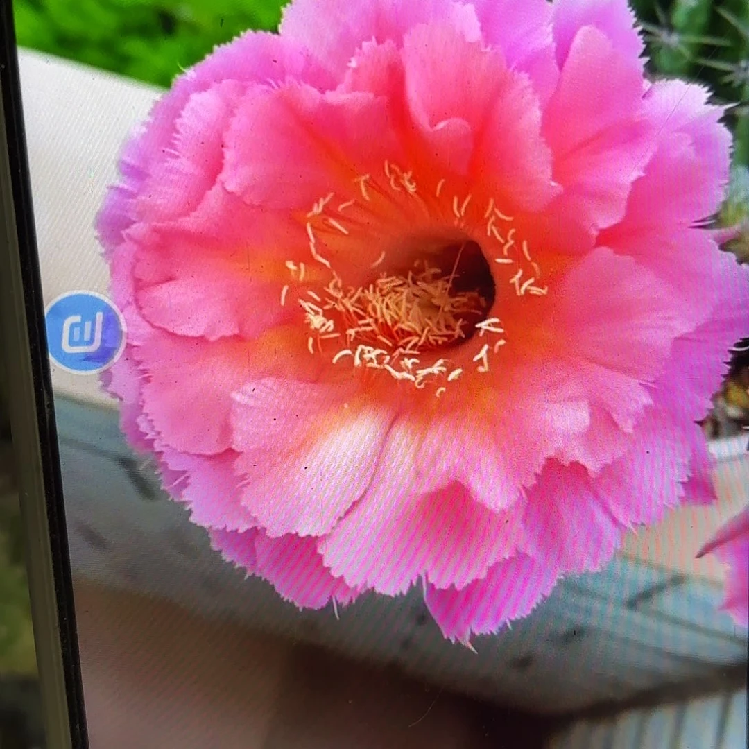 山脉彩侧牙20包邮13