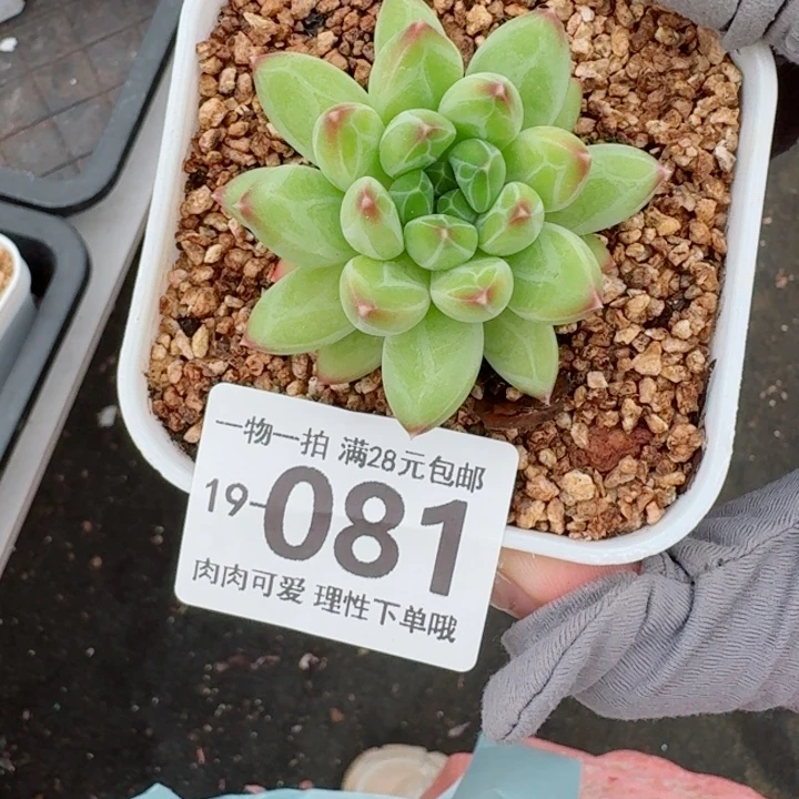 胖体青花瓷无盆土发货多肉多
