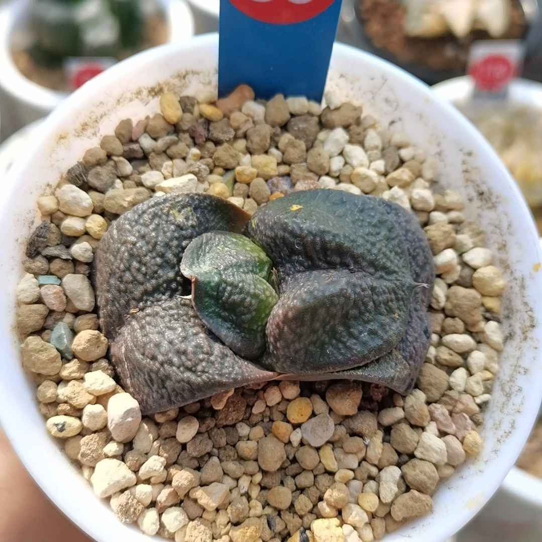 86号实生军配卧牛一物一拍带盆土发货