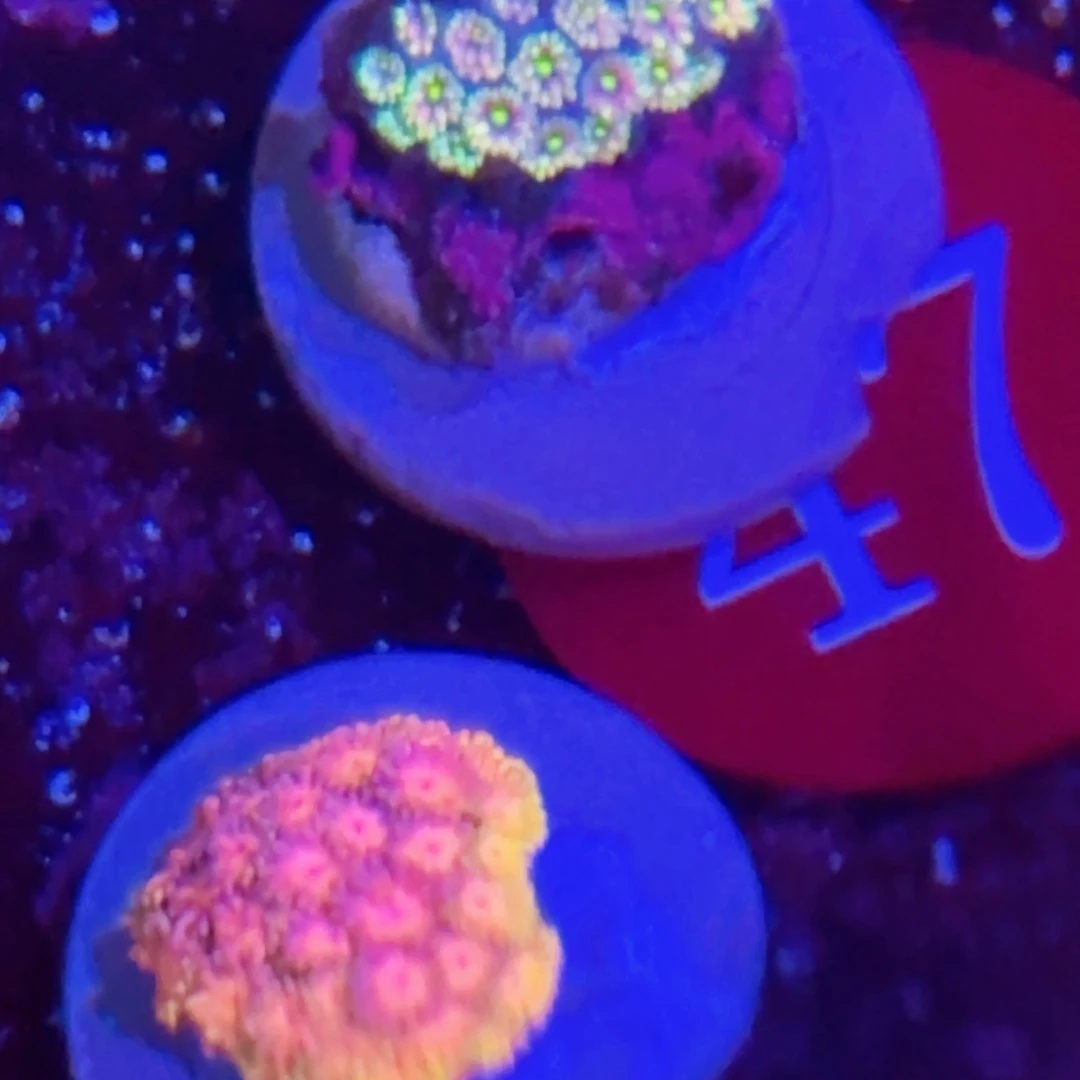 万鱼来朝海水观赏