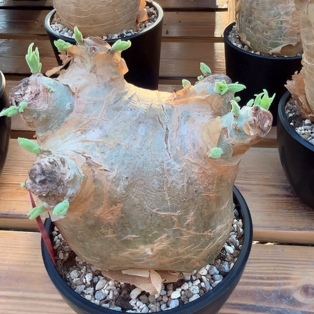 潮流植物产地安哥拉葡萄翁D11