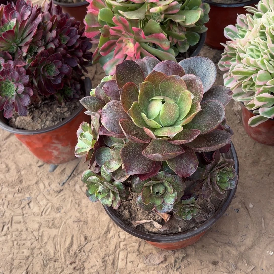 魅金玫瑰9.9多肉植物