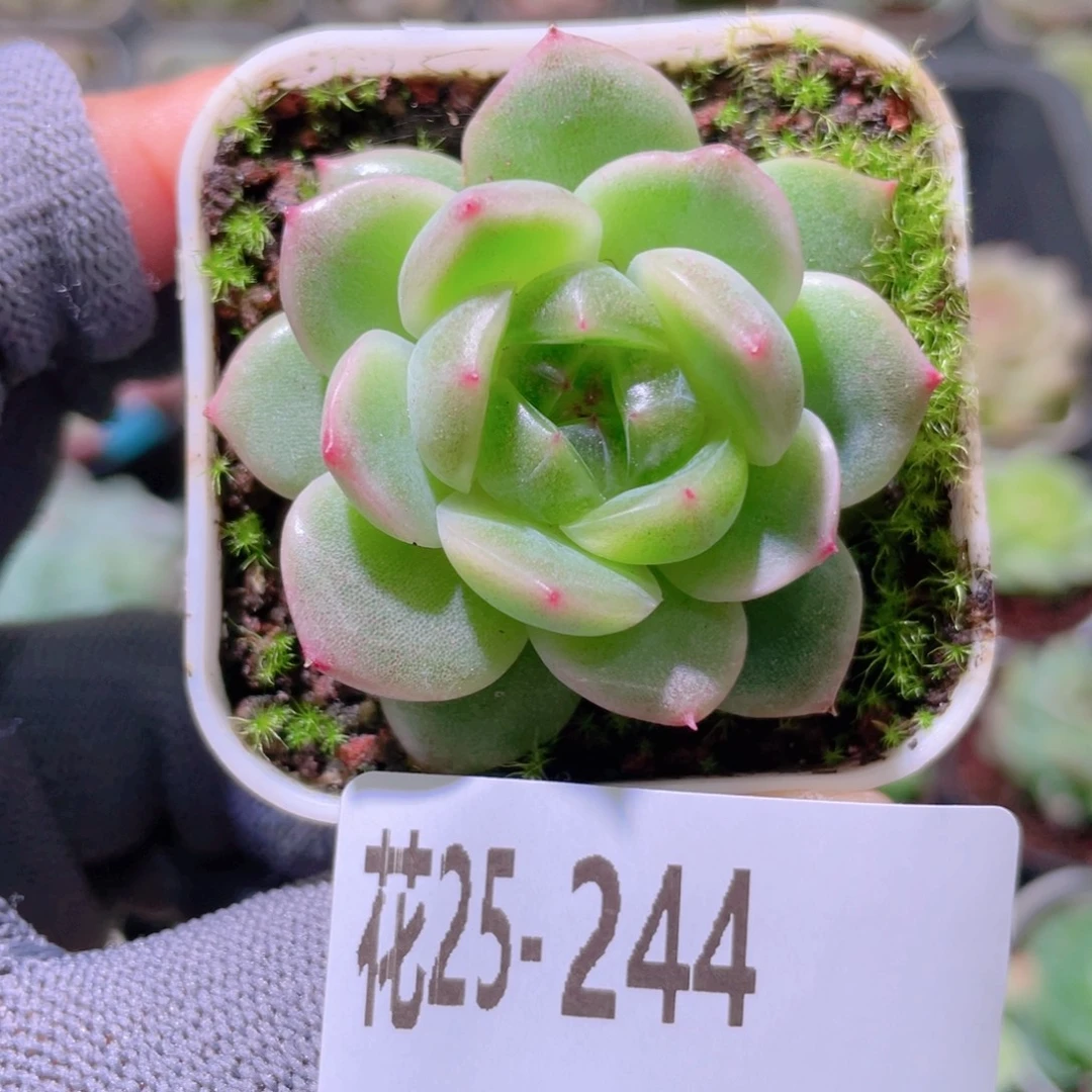 花利美25-244珍妮
