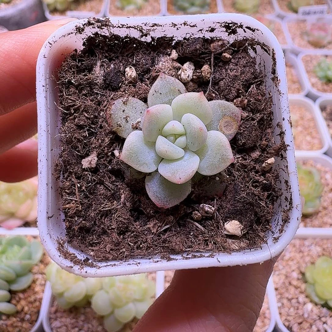 财富璟多肉一物一拍