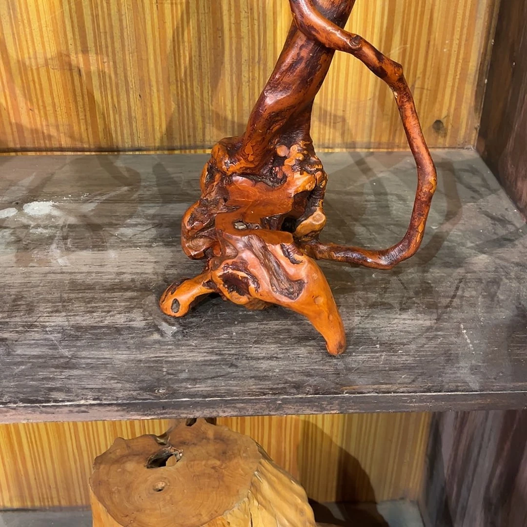 丹***阳香榧木888精品株木花卉苗木