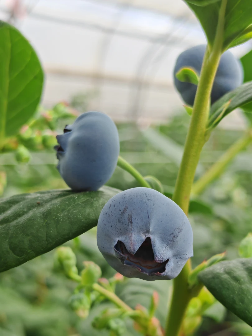 （现摘现发）云南高山蓝莓18mm+（酸酸甜甜孕妇宝宝放心吃）
