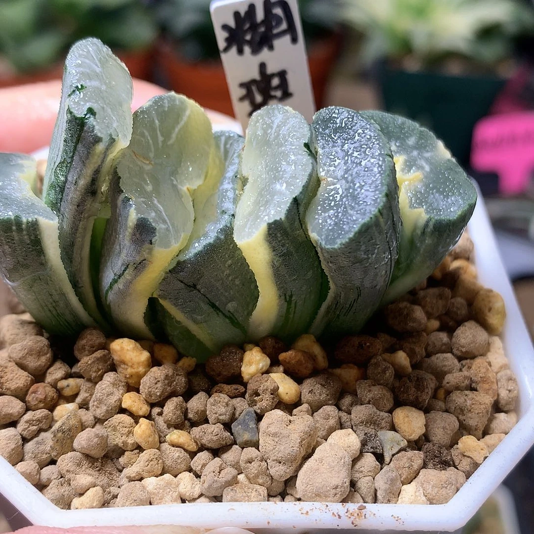 糊斑大绳玉扇锦带盆土发货looo