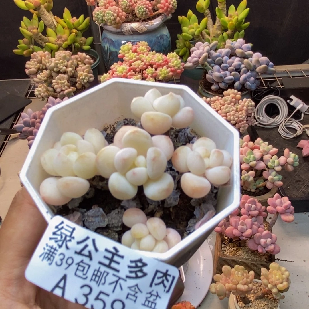 359雪媚娘多肉5c m